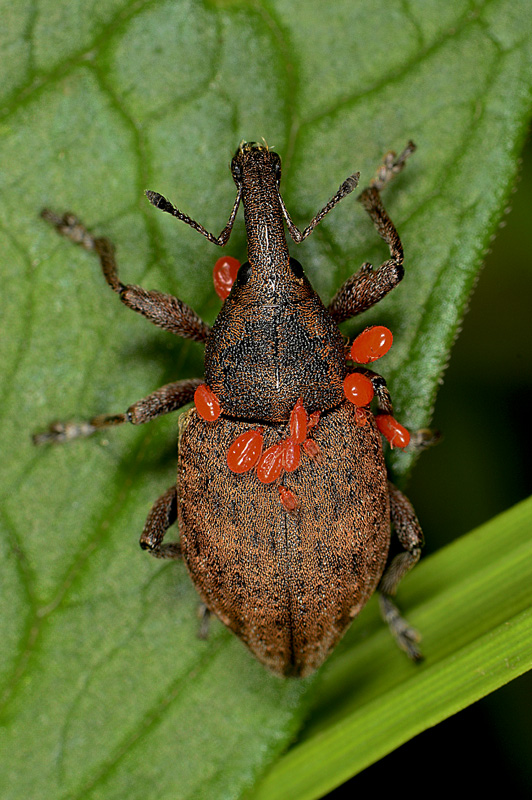 Curculionidae: Lepyrus armatus